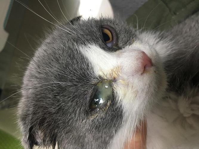 猫咪什么样的眼屎正常吗