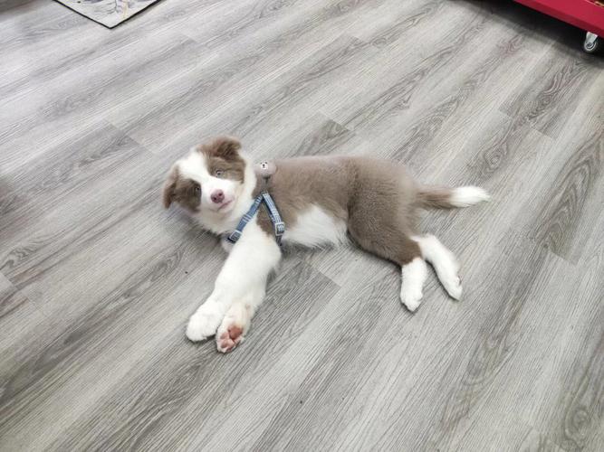 边牧幼犬预防针什么时候