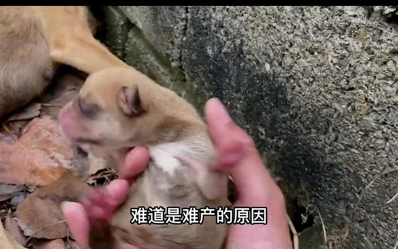 怎么看狗狗难产