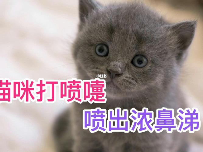 猫咪就是打喷嚏怎么办