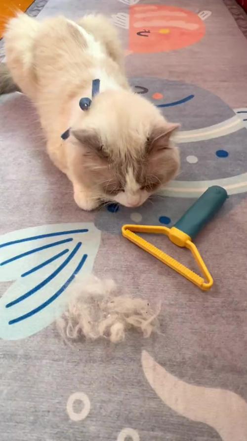 猫咪的毛脏啦怎么清理