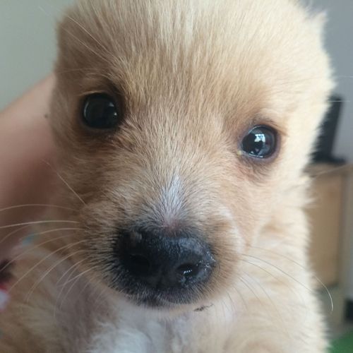 幼犬犬瘟热初期怎么办