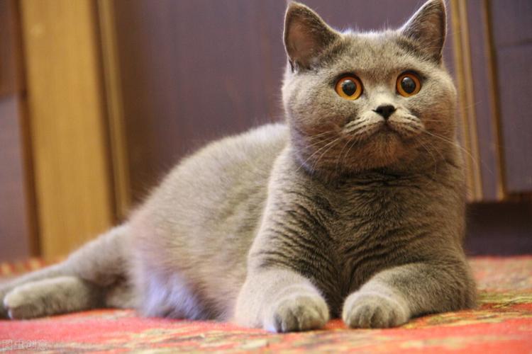 猫宠物的名字叫什么名字好