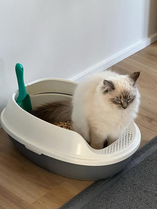 猫咪十天不拉屎怎么办