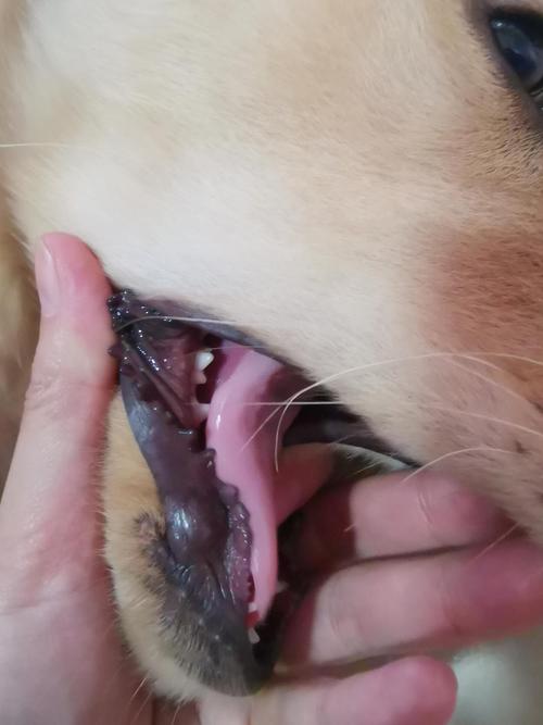 狗狗门牙松动了怎么办