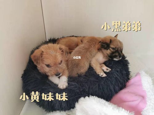 怎么哄领养狗狗开心