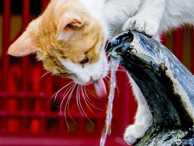 猫咪喝的是什么水