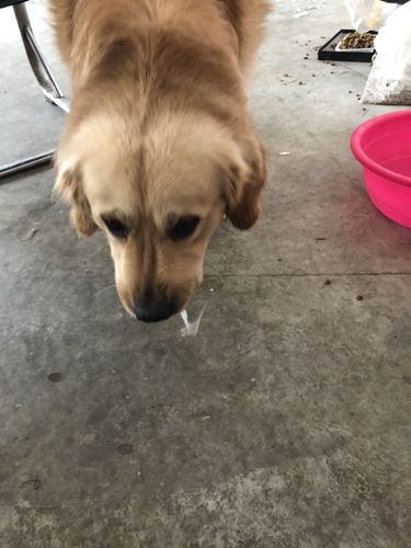 狗狗吐绿泡沫怎么办