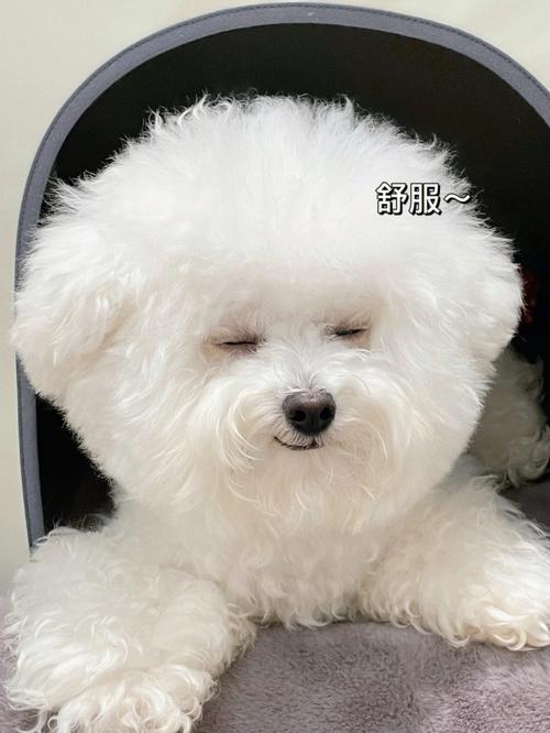 比熊身上的狗味为什么