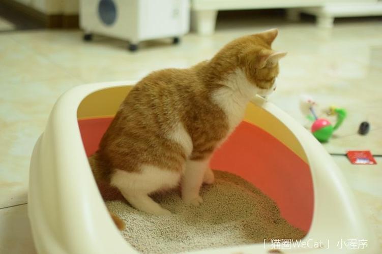 猫咪为什么在家随便大小便