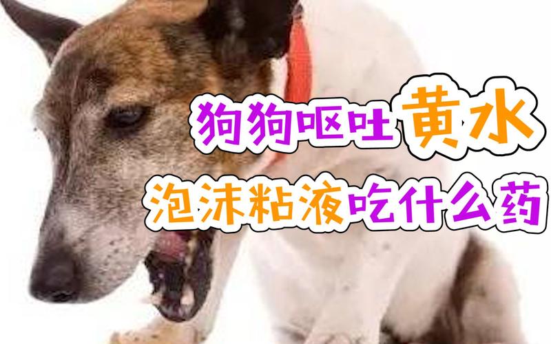 狗狗吐完吃什么药好