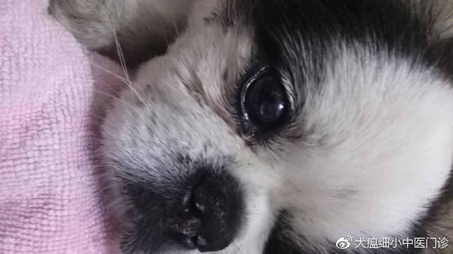 狗狗犬瘟有什么后遗症