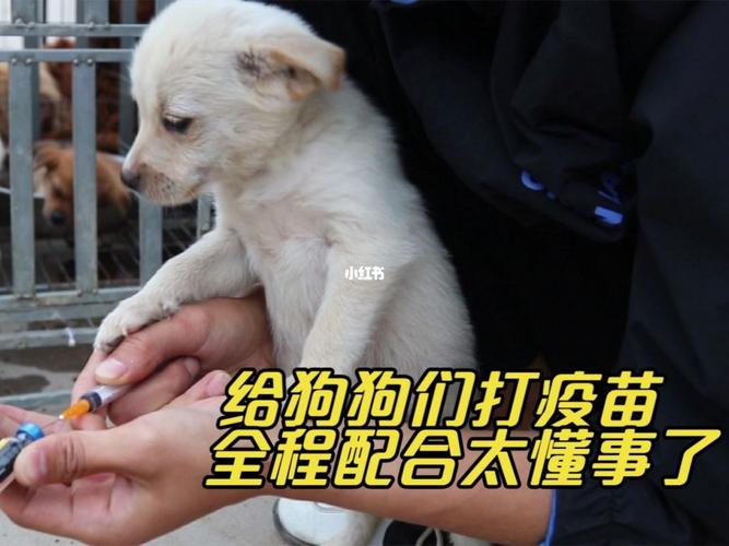 小狗狗什么疫苗