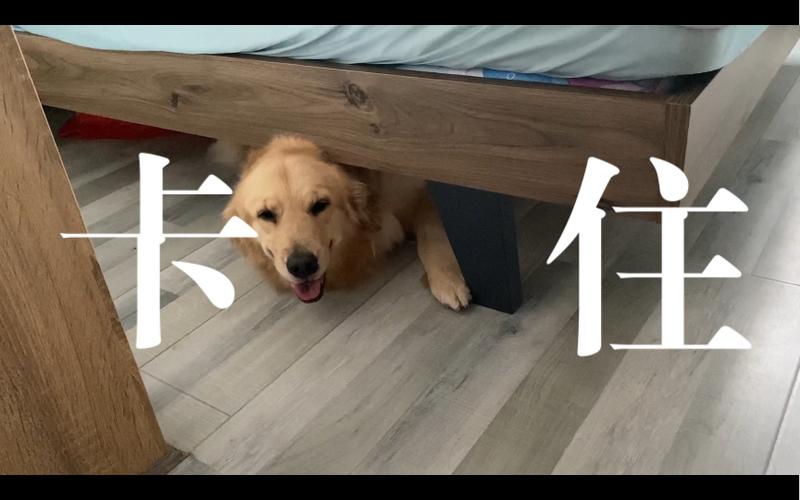 小狗为什么喜欢钻床底