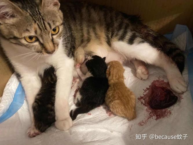 猫咪流产没干净怎么办