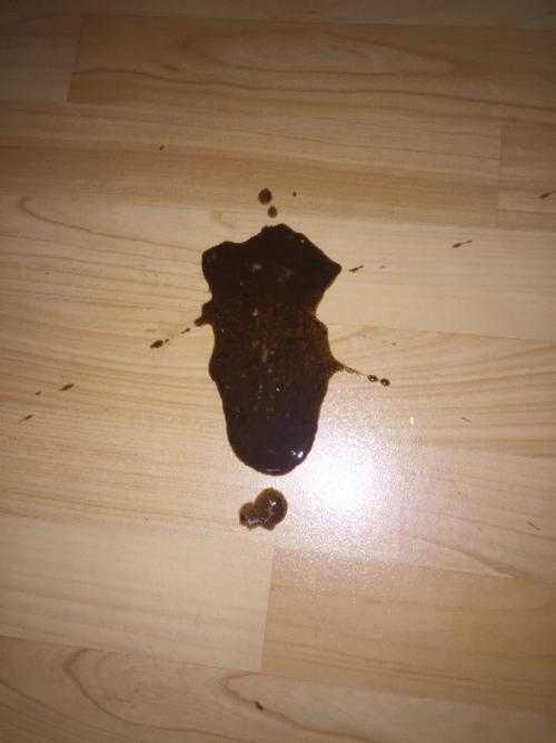 狗狗吐鲜血怎么回事