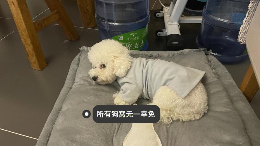 比熊狗总乱尿怎么办