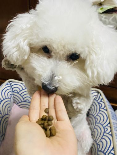 比熊的狗狗狗粮是什么