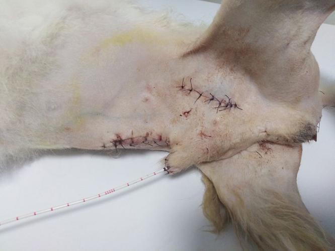 狗狗腹壁疝是什么意思