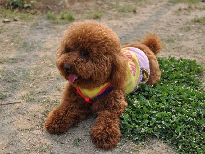 泰迪幼犬什么时候退色