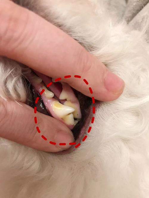 狗狗去除牙结石有什么好处