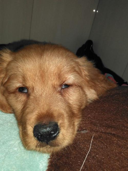 金毛幼犬很多眼屎怎么回事