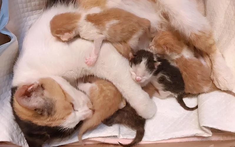 猫咪临产前一周有什么征兆