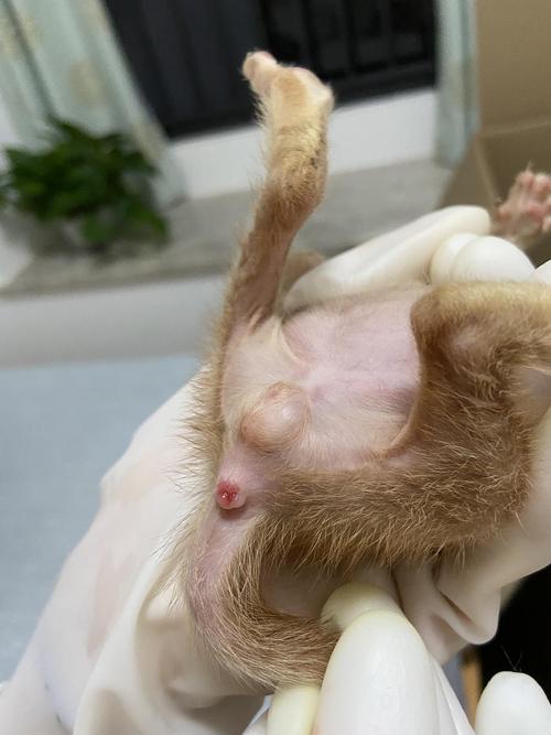 猫咪屁眼外翻怎么办