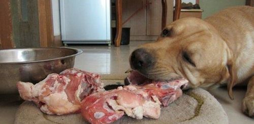 狗狗为什么不喜欢吃肉