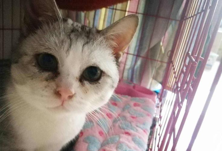 猫咪鼻气管炎什么症状