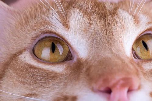 猫咪的眼中人类是什么