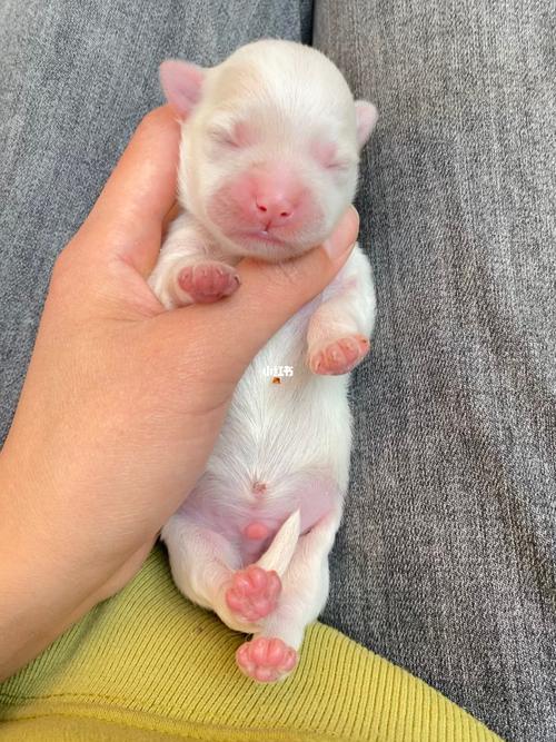 刚刚出生的狗狗吃什么
