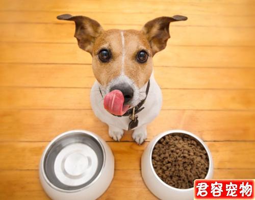 四个月的狗吃什么幼犬粮吗