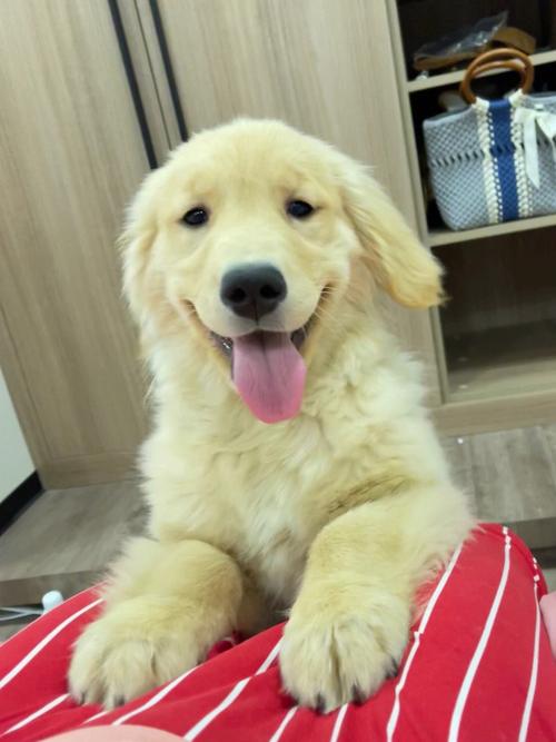 一个月金毛幼犬怎么喂养