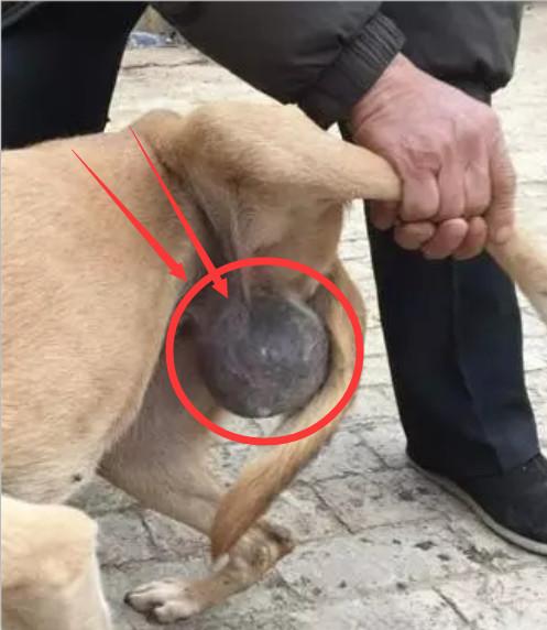狗狗破腹产后吃什么好