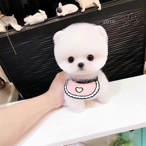什么狗狗好看又好养