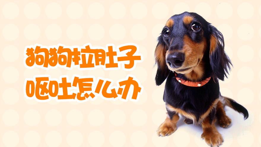 狗狗招凉拉肚子怎么办