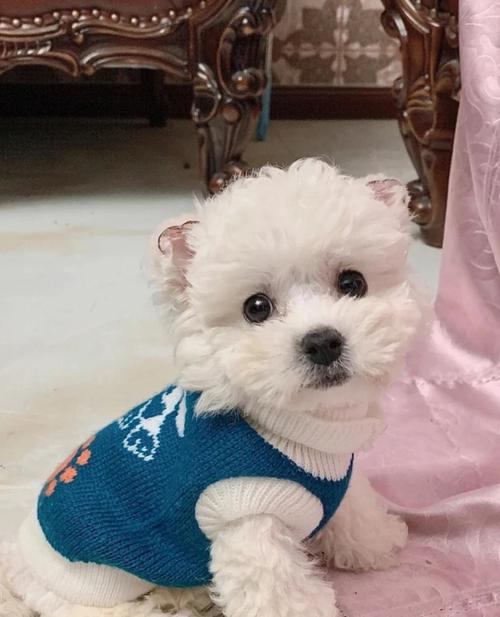 比熊幼犬舌是什么样的