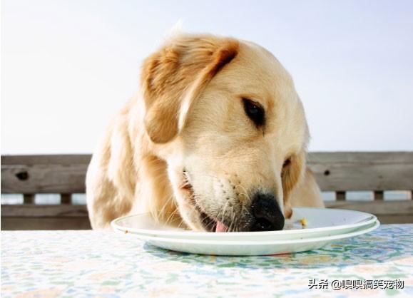 狗狗怀孕完吃什么最好