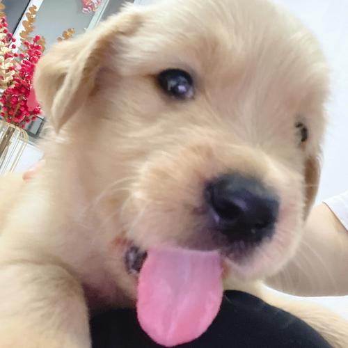 金毛小犬怎么养