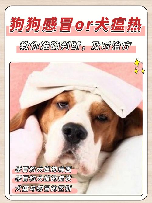 怎么判断幼犬感冒了