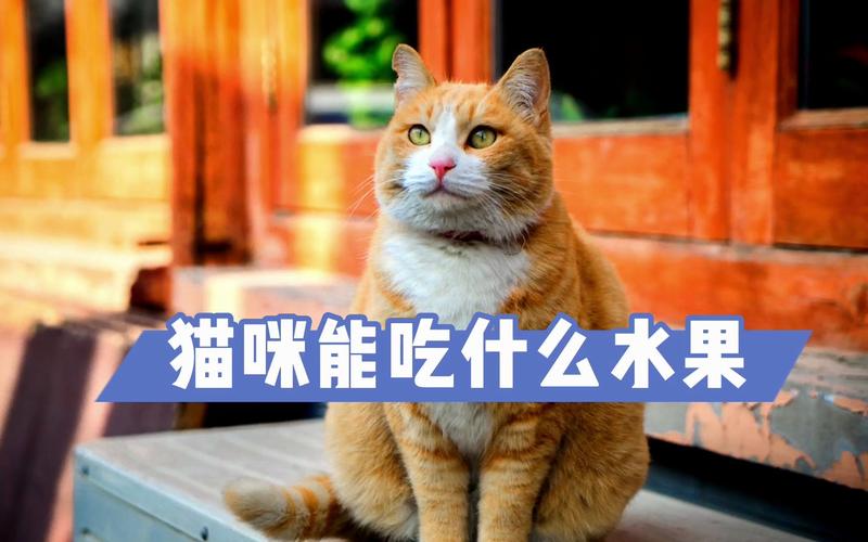 猫咪可以迟什么水果
