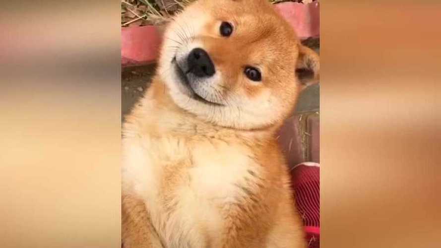 狗狗歪头杀是什么意思