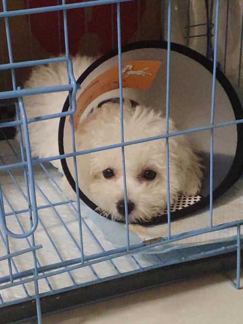 比熊幼犬细小什么症状