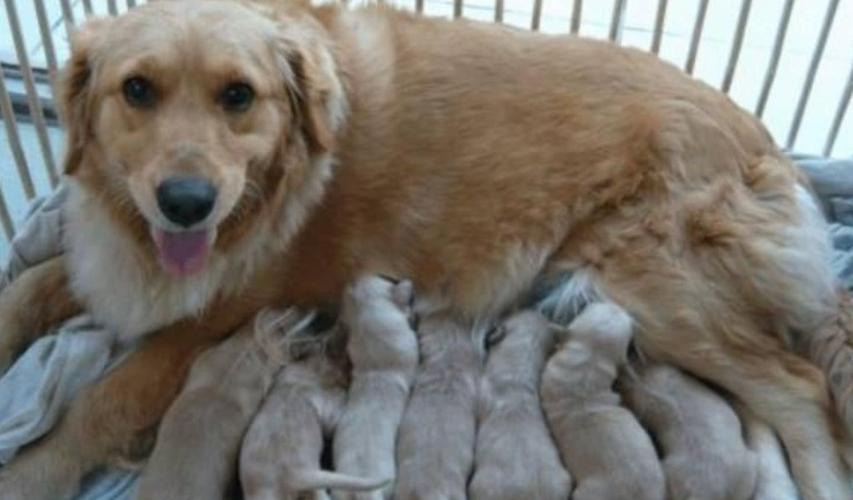 新生狗狗没有母乳怎么办