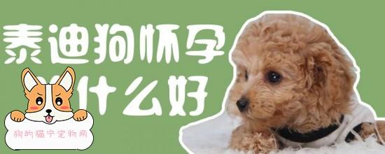 狗狗什么时候说受孕期