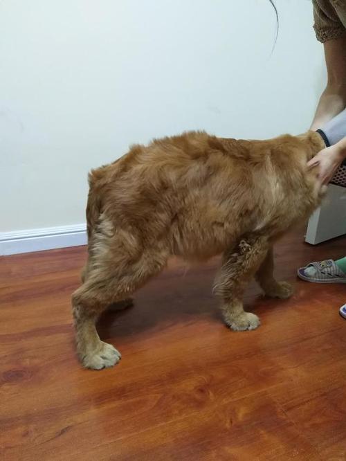 狗狗羊水破了什么颜色