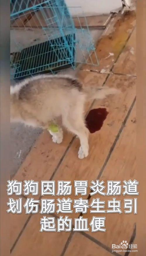 为什么小狗得肠炎