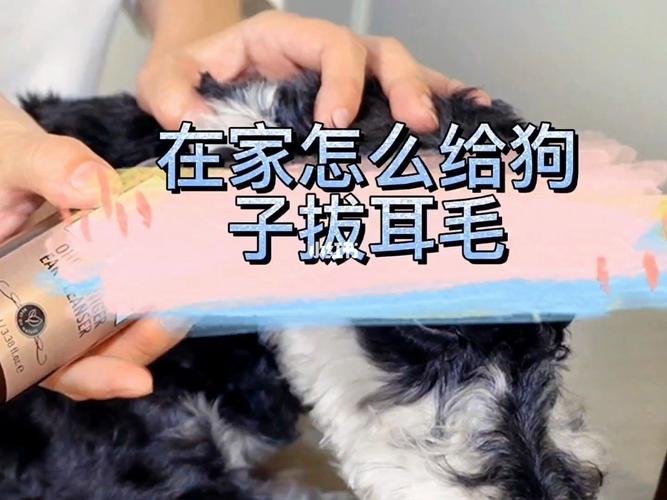 为什么狗狗会有耳毛