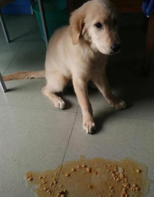 小狗早上吐了又吃了怎么办